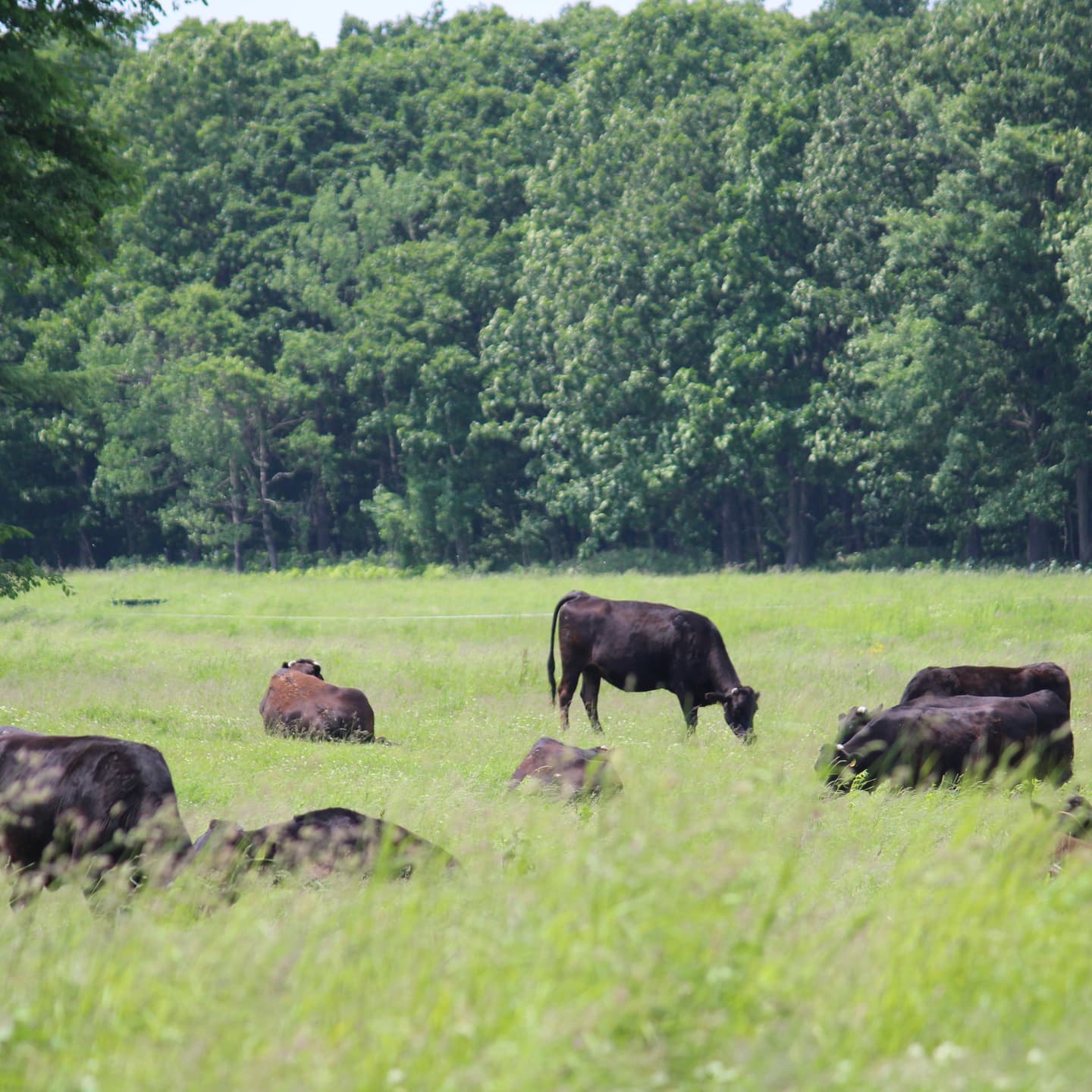 にぎむすびの牛
