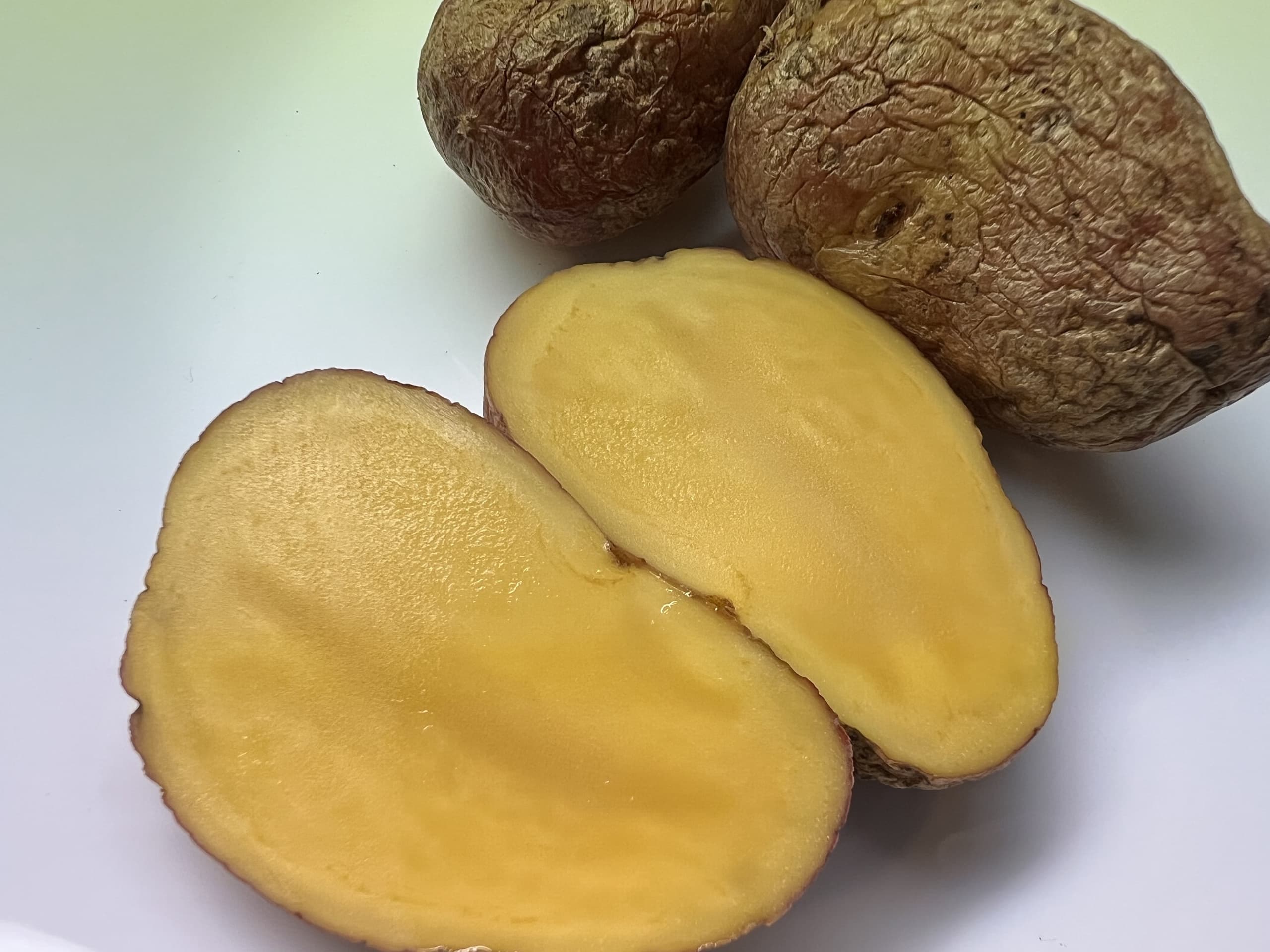 インカの娘　にぎむすび