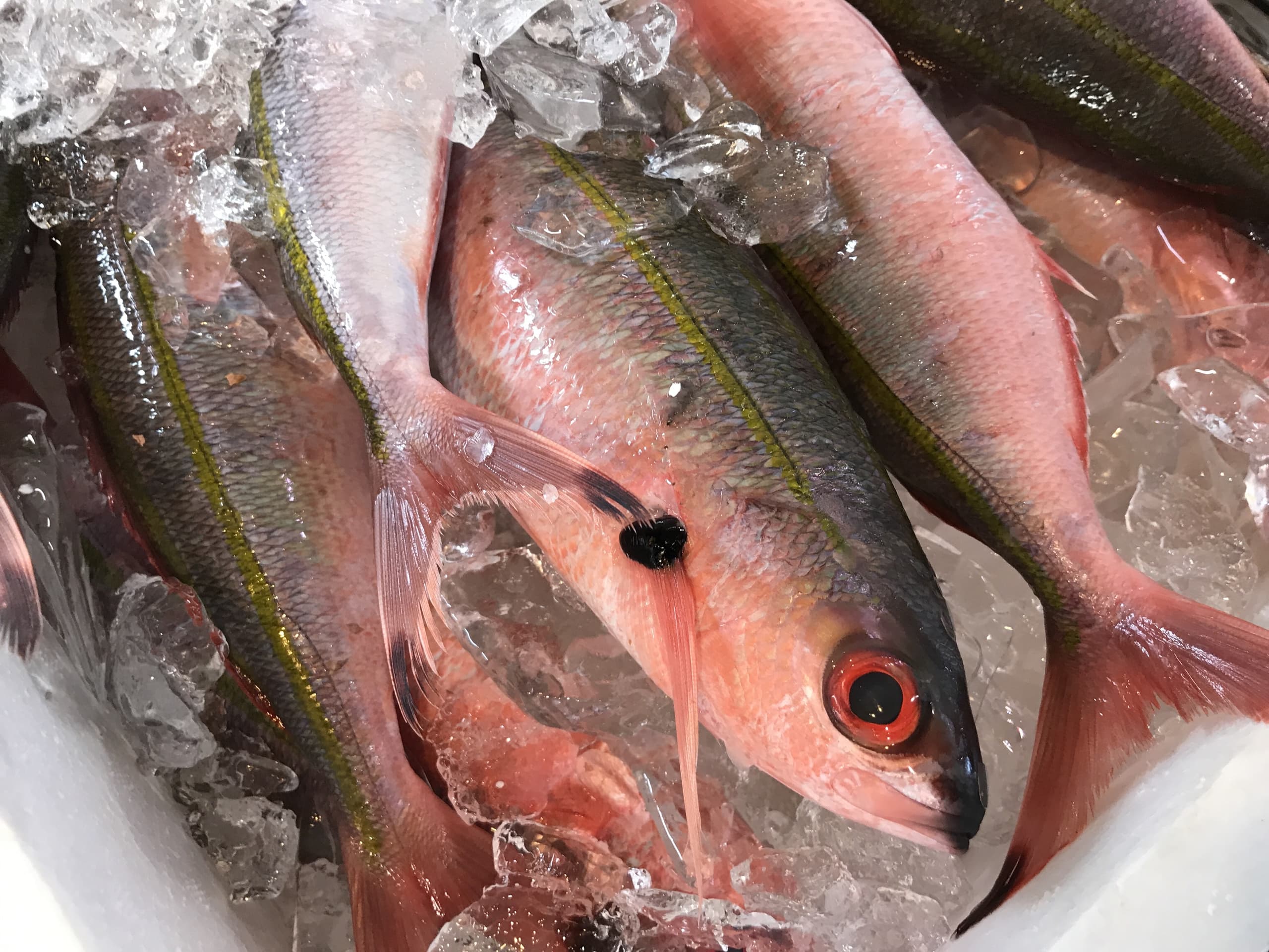 にぎむすびの魚