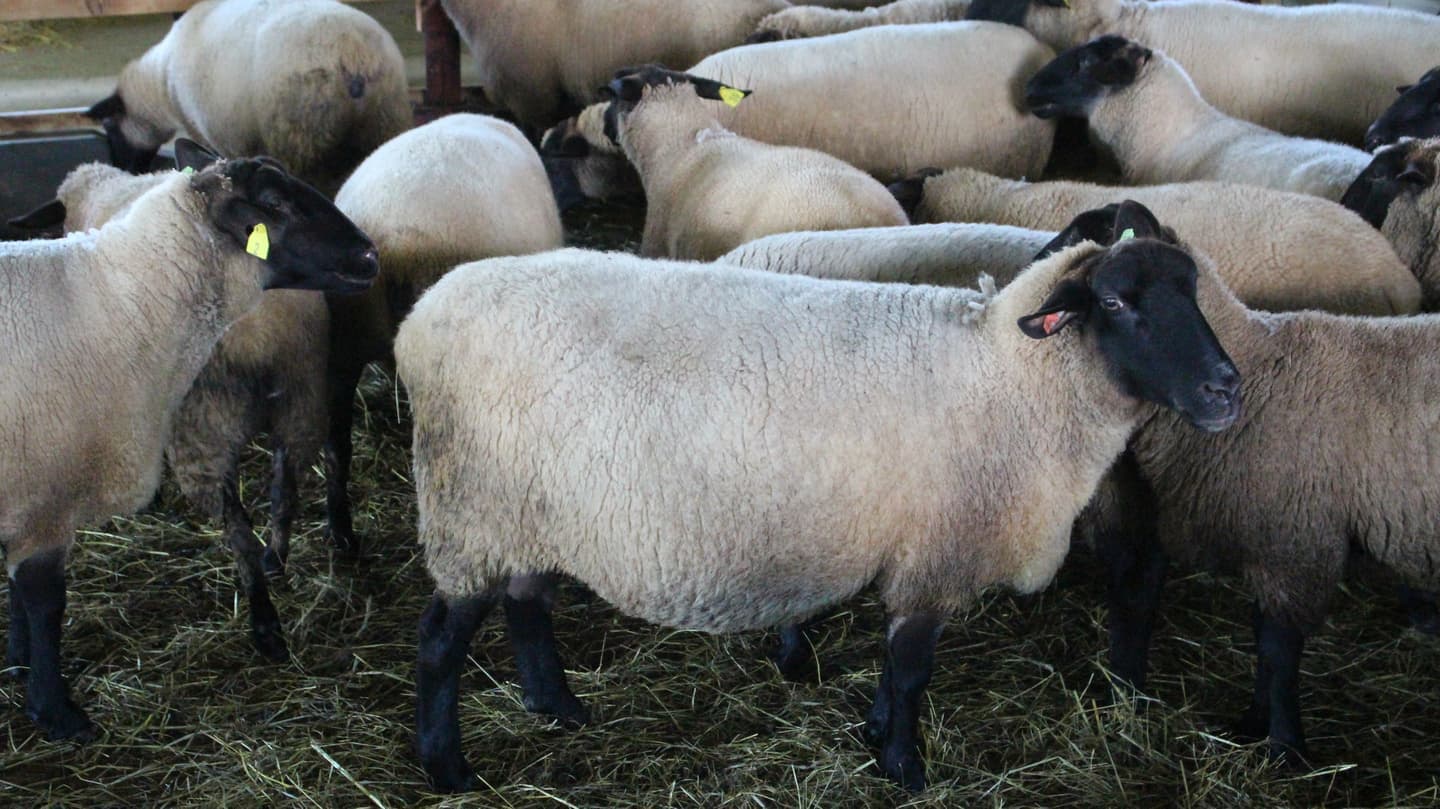 特別な鹿肉ジャーキー